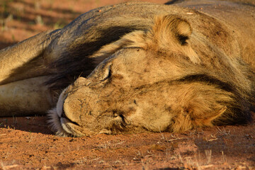 Löwen im Nationalpark Tsavo Ost und Tsavo West