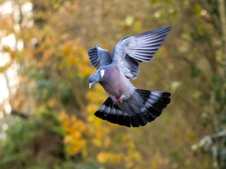 Ringeltaube (Columba palumbus)