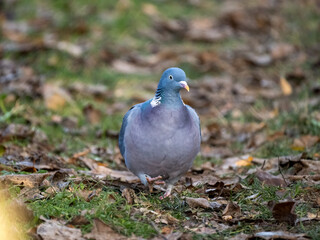 Ringeltaube (Columba palumbus)