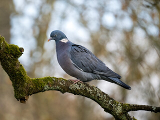 Ringeltaube (Columba palumbus)