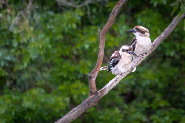 Kookaburras on a branch
