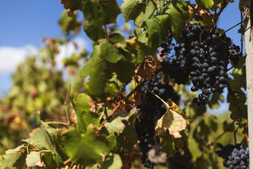 Vineyard and ripe red grapes in Sicily, Marsala
