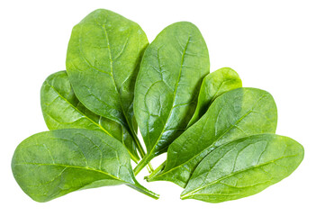 several fresh green leaves of Spinach isolated