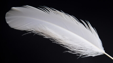 Detailed shot of a plain, white feather with subtle textures. --ar 16:9 --v 5.2 Job ID: e14d7f65-f02c-4a8d-95fd-56452f20f4e1