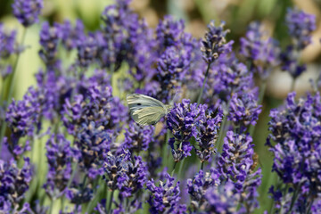 Small white butterfly (Pieris rapae) perched on lavender in Zurich, Switzerland