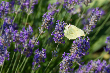 Common brimstone butterfly (Gonepteryx rhamni) sitting on lavender in Zurich, Switzerland