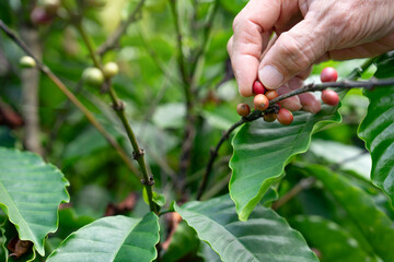 closed up worker hand picking arabica coffee cherry beans on tree, coffee farmer working in farm - obrazy, fototapety, plakaty