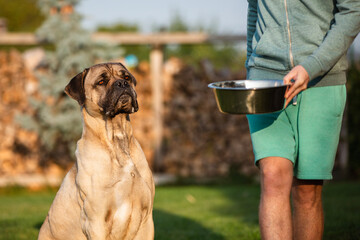 Hungry dog watches its owner bring him feeding in back yard of house. Portrait of large cane corso...