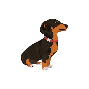 Dachshund Delight Endearing Wiener Dog. Flat vector illustration isolated on white background