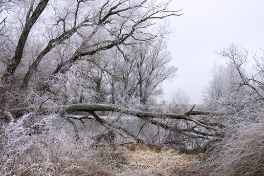 Fallen and broken tree in the natural forest with frosty woods near the frozen lake, cold winter landscape