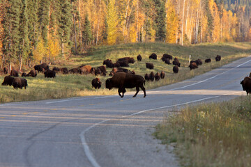 herd of buffalo along Alaska Highway