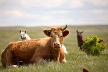 Fototapeta premium Llama peaking over a cow's back in scenic Saskatchewan