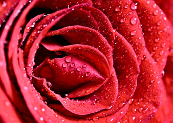 Macro Close up Rose