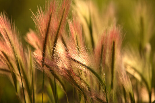 Heads of foxtail barley in scenic Saskatchewan