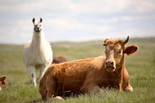 Llama looking over a cow in scenic Saskatchewan