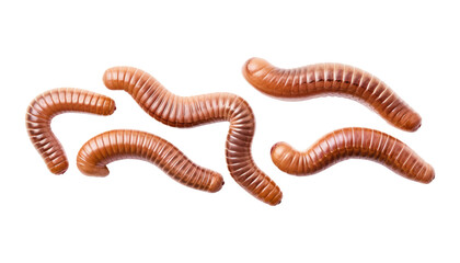 earth worms isolated on transparent background cutout