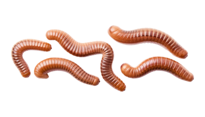 earth worms isolated on transparent background cutout