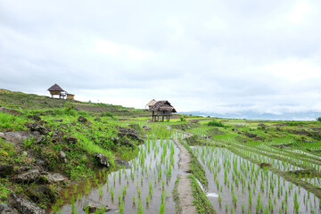 Local hut and homestay village on terraced Paddy rice fields on mountain in the countryside,...