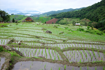 Local hut and homestay village on terraced Paddy rice fields on mountain in the countryside,...