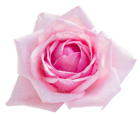 pink blooming rose
