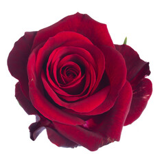one dark  red rose