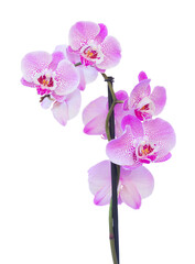 pink  orchid branch close up