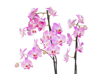fresh pink  orchid branch