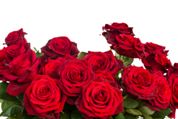 bouquet of dark  red roses  close up