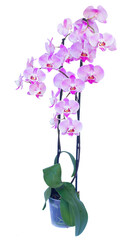 pot with pink  orchid branch