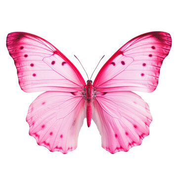 Pink butterfly on transparent background