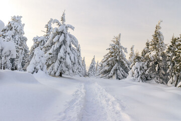 Zimowy, zmrożony, biały las pełen śniegu w górach w Karkonoszach