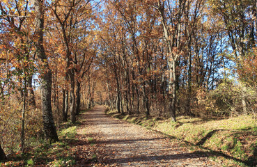 Sendero en otoño