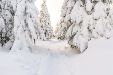 Zimowy, zmrożony, biały las pełen śniegu w górach w Karkonoszach - obrazy, fototapety, plakaty