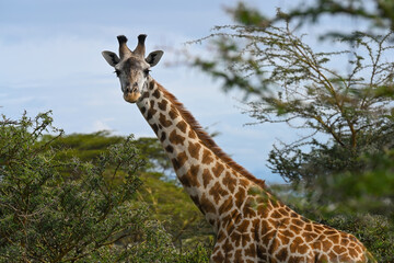Wild African giraffe grazes in a meadow near Lake Naivasha, Kenya
