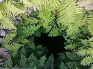 Farne vor einer dunklen Höhle - Versteck - Geheimnis in der Natur