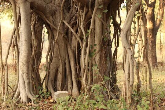 Shot of the branches and roots of the banyan tree growing old on the ground, bargad ka ped, upper part