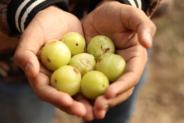 Bunch of Indian Gooseberry or Amla in the hands of an Indian boy in asymmetric pattern with selective focus