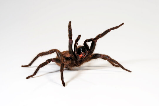 Chilenische Fallt&uuml;rspinne // Chilean Trapdoor Spider (Acanthogonatus francki) - Chile 