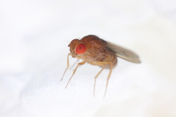 vinegar fly, fruit fly (Drosophila melanogaster), Fruit fly on a paper kitchen towel.