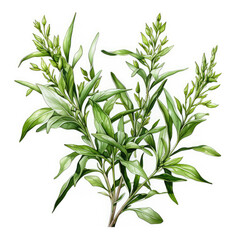 Fototapeta premium watercolor Tarragon clipart, Generative Ai