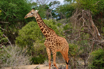 Naklejka na ściany i meble Giraffen im Nationalpark Tsavo Ost, Tsavo West und Amboseli in Kenia