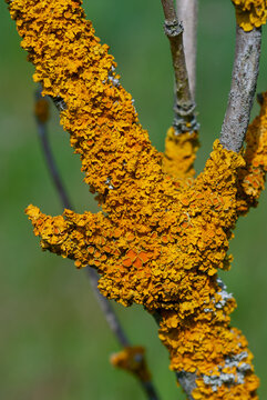 Gew&ouml;hnliche Gelbflechte auf Holz, Gelbe Flechten auf Holz, Symbiose von Flechten und Holz, Flechte des Jahres 2004, Xanthoria parietina auf Ast, Symbiose zwischen Pilz und Algen