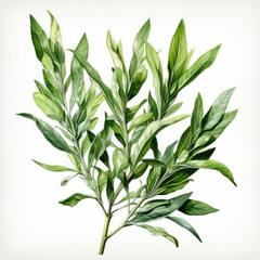 Obraz premium watercolor Tarragon clipart, Generative Ai