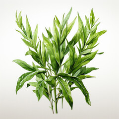 Obraz premium watercolor Tarragon clipart, Generative Ai
