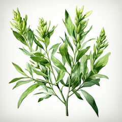 Fototapeta premium watercolor Tarragon clipart, Generative Ai