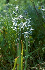 Star of Bethlehem (Ornithogalum boucheanum), bulbous herbaceous plant with a large peduncle and white flowers