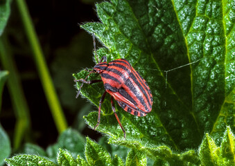 Italian striped bug (Graphosoma italicum), red bug with black stripes