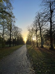 Fototapeta premium sunset in the park