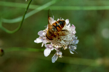 Eristalis tenax, the common drone fly, a fly sits on a white inflorescence