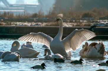 The mute swan (Cygnus olor), adult swan spread its wings, south Ukraine